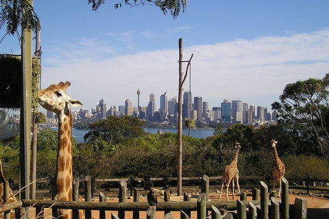 Sydney Taronga Zoo's Australian Animals Tour - SA Accommodation 4