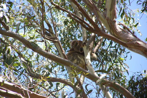 Stradbroke Island 4WD Day Trip From Brisbane - SA Accommodation 0
