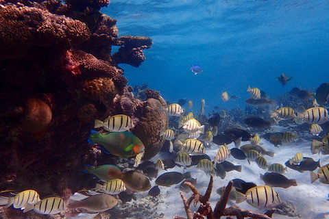 Lagoon Explorer - Ningaloo Reef Full-Day Kayaking And Snorkeling Adventure - SA Accommodation 2