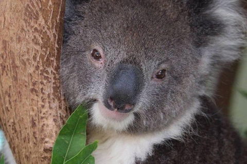 All Inclusive Blue Mountains Small-Group Day Trip From Sydney - SA Accommodation 1