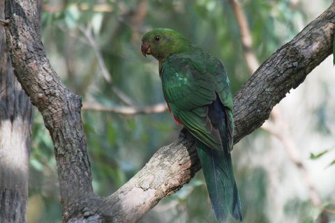 Private Blue Mountains Insider Tour From Sydney - SA Accommodation 5
