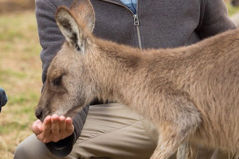 Bonorong Wildlife Park And Richmond Afternoon Tour From Hobart - SA Accommodation 5