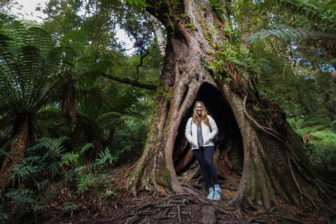 Great Ocean Road Small-Group Ecotour From Melbourne - SA Accommodation 4