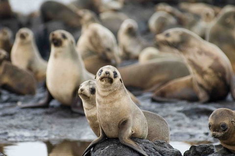 Puffing Billy, Wildlife Sanctuary & Penguins Day Tour From Melbourne - SA Accommodation 0