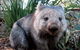Puffing Billy, Wildlife Sanctuary & Penguins Day Tour From Melbourne - thumb 2