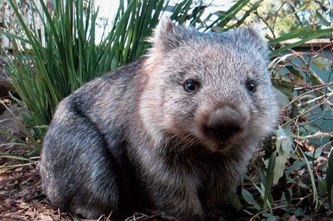 Puffing Billy, Wildlife Sanctuary & Penguins Day Tour From Melbourne - SA Accommodation 2