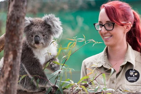 Puffing Billy, Wildlife Sanctuary & Penguins Day Tour From Melbourne - SA Accommodation 3