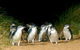 Puffing Billy, Wildlife Sanctuary & Penguins Day Tour From Melbourne - thumb 4