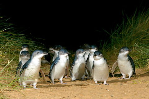 Puffing Billy, Wildlife Sanctuary & Penguins Day Tour From Melbourne - SA Accommodation 4