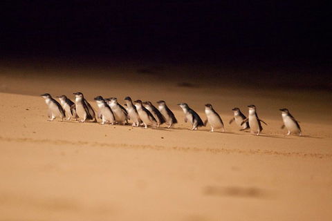 Great Ocean Road & Phillip Island Overnight Tour - SA Accommodation 2