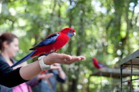 Springbrook National Park Discovery Full-Day Bushwalking Tour - SA Accommodation 1