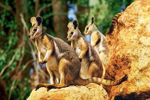 Sydney Harbour Hop On Hop Off Cruise With Taronga Zoo Entry - SA Accommodation 4