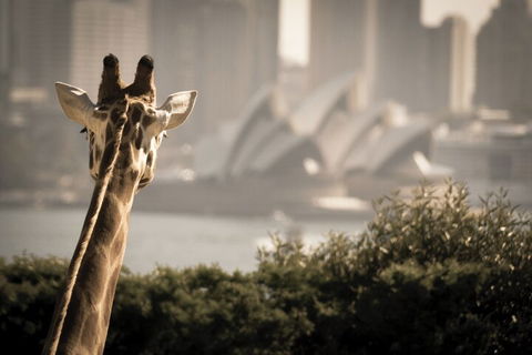 Sydney Harbour Hop On Hop Off Cruise With Taronga Zoo Entry - SA Accommodation 5