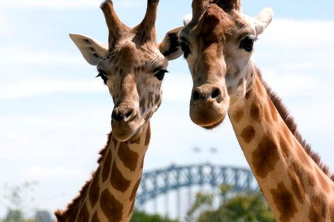 Sydney Harbour Ferry With Taronga Zoo Entry Ticket - SA Accommodation 1