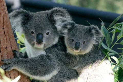 Sydney Harbour Ferry With Taronga Zoo Entry Ticket - SA Accommodation 3