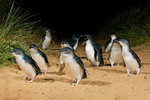 Small Group - Phillip Island Hike & Penguin Parade Day Tour From Melbourne - SA Accommodation 1