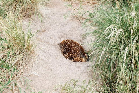 Small Group - Phillip Island Hike & Penguin Parade Day Tour From Melbourne - SA Accommodation 3