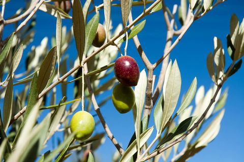 Fine Flavours - Full Day Kangaroo Island Food & Wine Tour - SA Accommodation 4