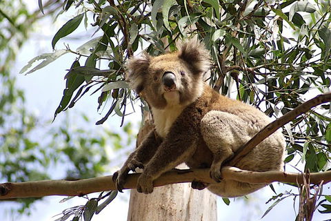 Melbourne Super Saver: Great Ocean Road + Wilsons Promontory + Attraction Pass - SA Accommodation 3