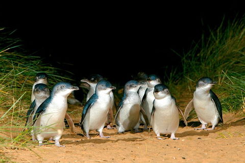Puffing Billy, Moonlit Sanctuary & Penguins Day Tour - SA Accommodation 0