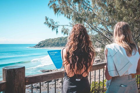 Sunshine Coast Hinterland And Noosa Day Trip From Brisbane Including Eumundi Markets And Ginger Factory - SA Accommodation 2