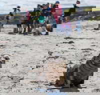 Kangaroo Island in a Day Tour from Adelaide - SA Accommodation