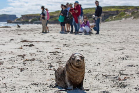 Kangaroo Island In A Day Tour From Adelaide - SA Accommodation 0