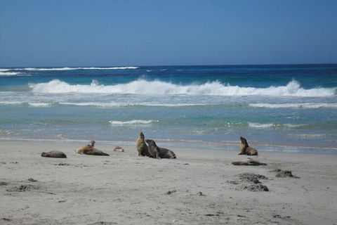 Kangaroo Island In A Day Tour From Adelaide - SA Accommodation 1