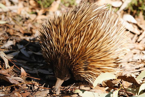 Kangaroo Island In A Day Tour From Adelaide - SA Accommodation 2