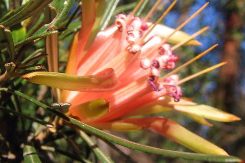 Small-Group Blue Mountains Tour With Bush Walks And Featherdale Wildlife Park - SA Accommodation 4