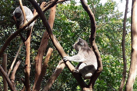 Small-Group Blue Mountains Tour With Bush Walks And Featherdale Wildlife Park - SA Accommodation 5