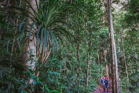 Atherton Tablelands Rain Forest By Night From Cairns - SA Accommodation 0