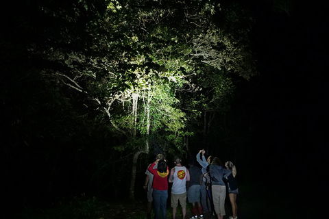 Atherton Tablelands Rain Forest By Night From Cairns - SA Accommodation 2