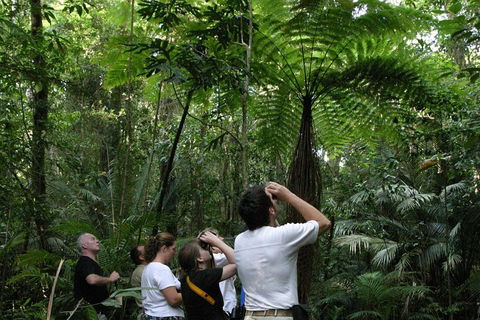 Atherton Tablelands Rain Forest By Night From Cairns - SA Accommodation 3