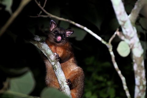 Atherton Tablelands Rain Forest By Night From Cairns - SA Accommodation 4