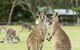 Melbourne Short Break Holiday To The Great Ocean Road & Grampians 3 Day Escape - thumb 5