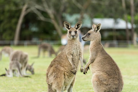 Melbourne Short Break Holiday To The Great Ocean Road & Grampians 3 Day Escape - SA Accommodation 5