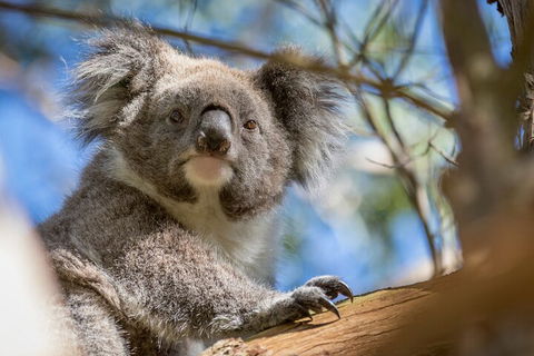 Phillip Island Penguin And Koala Highlights Day-Trip From Melbourne - SA Accommodation 2
