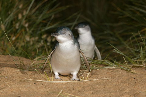 Phillip Island Penguin And Koala Highlights Day-Trip From Melbourne - SA Accommodation 3