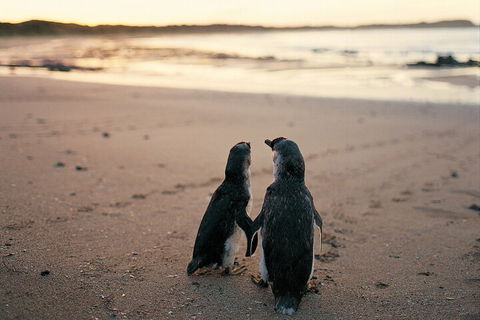 Phillip Island Penguin And Koala Highlights Day-Trip From Melbourne - SA Accommodation 4