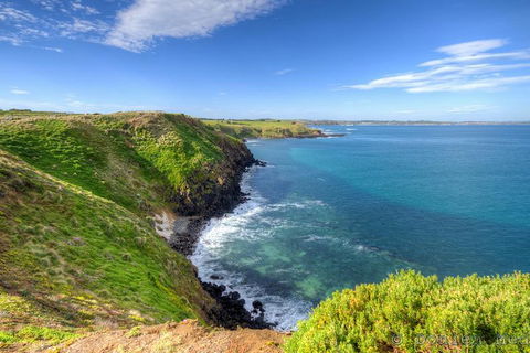Phillip Island Penguin And Koala Highlights Day-Trip From Melbourne - SA Accommodation 5