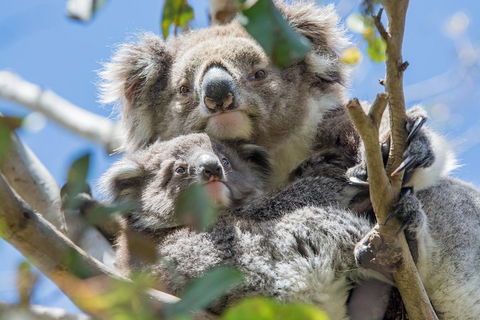 3-Day Adelaide To Melbourne Overland Trip Through Grampians And Great Ocean Road - SA Accommodation 3