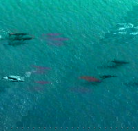 40-45 Minute Port Stephens and Stockton Beach Helicopter Flight - For 2 - SA Accommodation