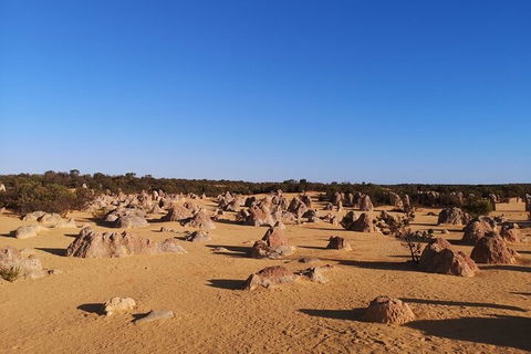 Pinnacles Day Trip From Perth Including Yanchep National Park - SA Accommodation 3