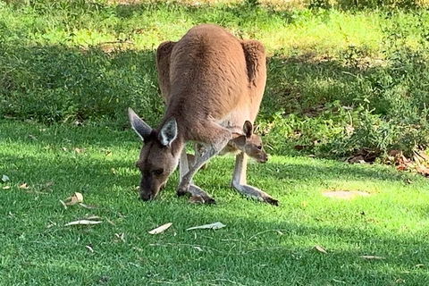 Pinnacles Day Trip From Perth Including Yanchep National Park - SA Accommodation 4