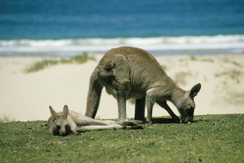 Great Ocean Road Highlights Tour - 2 Days, 1 Night - SA Accommodation 2