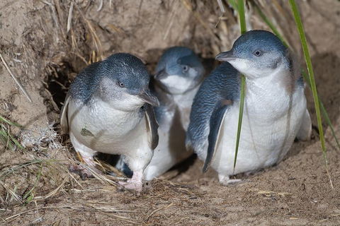 Great Ocean Road & Phillip Island - 3 Days, 2 Nights - SA Accommodation 2