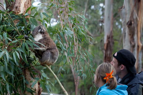 Great Ocean Road & Phillip Island - 3 Days, 2 Nights - SA Accommodation 4
