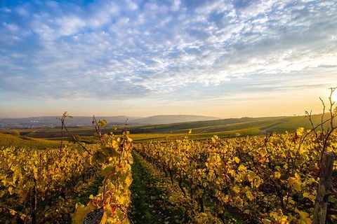 Wine Tours Sydney - Southern Highlands Day Escape, Full Day Wine Tasting Tour - SA Accommodation 1