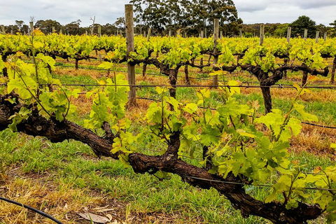 Margaret River Indulge And Discover Day Tour - SA Accommodation 5